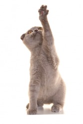 A cat raises her paw. A cat raises her paw.