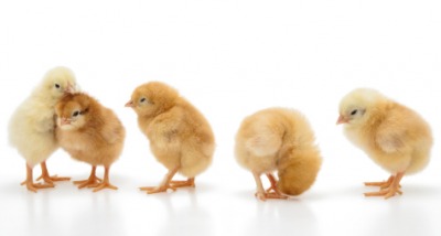 Little baby chicks peep. Little baby chicks peep.