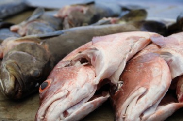 Fish is a perishable food. Fish is a perishable food.