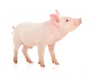 A baby pig. A baby pig.