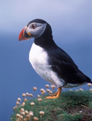 The puffin is one example of an alcidine. The puffin is one example of an alcidine.