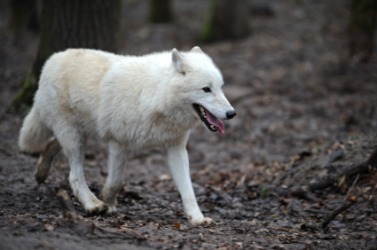 This wolf is a quadruped. This wolf is a quadruped.