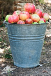 A quantity of apples in a barrel. A quantity of apples in a barrel.