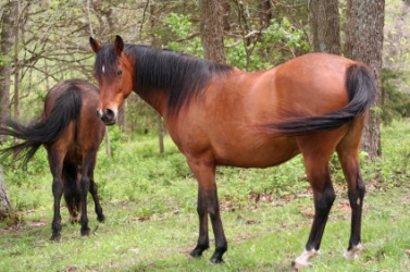 Two quarter horses. Two quarter horses.