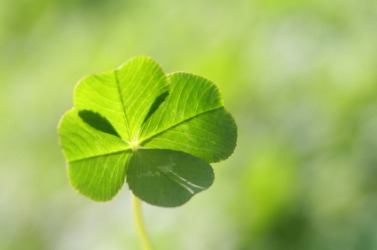 This clover leaf is a quatrefoil. This clover leaf is a quatrefoil.