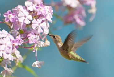 Quick is the motion of a hummingbird's wings. Quick is the motion of a hummingbird's wings.