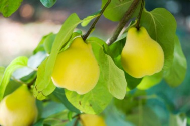 Ripe quinces on a tree. Ripe quinces on a tree.