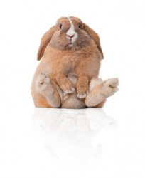 A very cute rabbit. A very cute rabbit.
