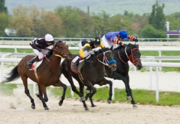 Three racehorses. Three racehorses.