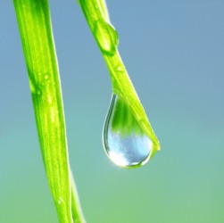 A raindrop on a blade of grass. A raindrop on a blade of grass.