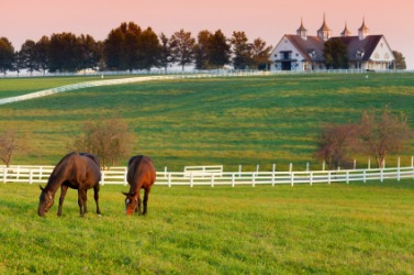 Horses graze on a ranch. Horses graze on a ranch.