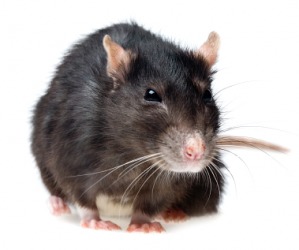 A grey rat. A grey rat.