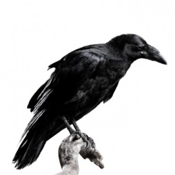 A raven. A raven.