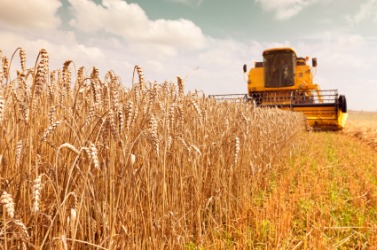 A farmer uses a harvester to reap the wheat. A farmer uses a harvester to reap the wheat.
