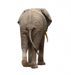 The rear end of an elephant. The rear end of an elephant.