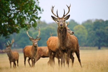 A herd of red deer. A herd of red deer.