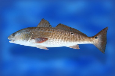 A red drum fish. A red drum fish.