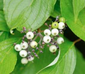 Red osier berries. Red osier berries.