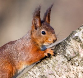 A cute red squirrel. A cute red squirrel.