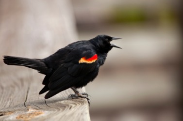 A red-winged blackbird. A red-winged blackbird.