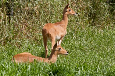 A pair of reedbucks. A pair of reedbucks.