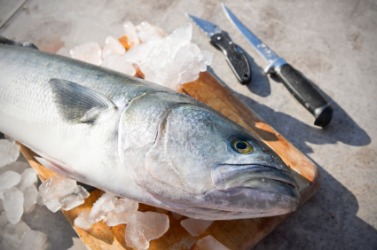 A fresh caught sablefish. A fresh caught sablefish.