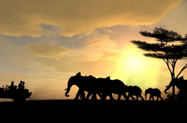 What you might see on a safari. What you might see on a safari.