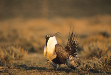 A male and female sage grouse. A male and female sage grouse.
