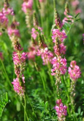 Sainfoin plants. Sainfoin plants.