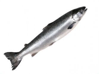 The Pacific salmon. The Pacific salmon.
