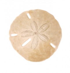 A sand dollar. A sand dollar.
