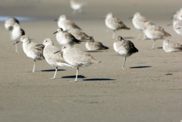 Sanderlings on the beach. Sanderlings on the beach.