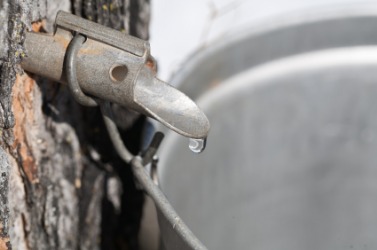 Collecting sap from a tree. Collecting sap from a tree.