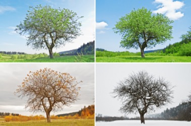 A tree seen in each of the four seasons. A tree seen in each of the four seasons.