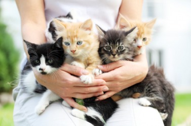 A woman holds a selection of kittens. A woman holds a selection of kittens.