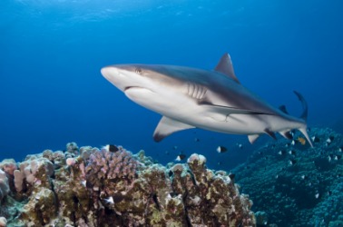 A grey reef shark. A grey reef shark.