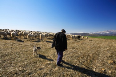 A shepherd with his sheep. A shepherd with his sheep.