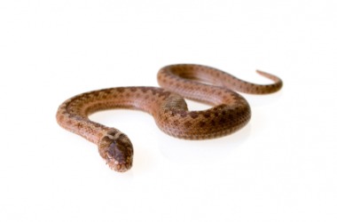 A common adder snake A common adder snake