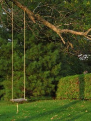 A tree branch supports this swing. A tree branch supports this swing.