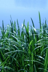 Calamus, or sweet flag, growing by the water. Calamus, or sweet flag, growing by the water.