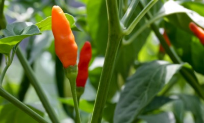 A ripe tabasco pepper. A ripe tabasco pepper.