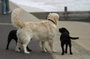 A couple of dogs tails. A couple of dogs tails.