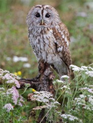 A beautiful tawny owl. A beautiful tawny owl.
