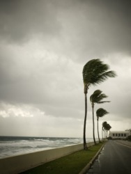 Trees in a tempest. Trees in a tempest.