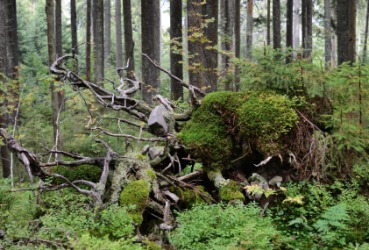 A thicket in the woods. A thicket in the woods.