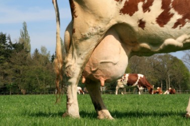 A cow's udder. A cow's udder.