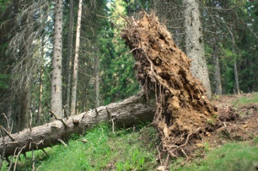 An uprooted tree. An uprooted tree.
