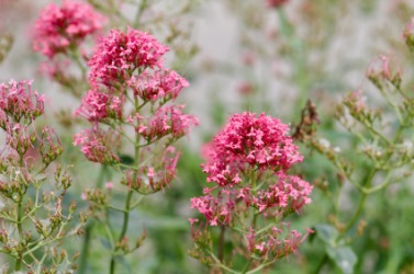 The valerian plant. The valerian plant.