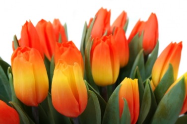 Beautiful variegated tulips. Beautiful variegated tulips.