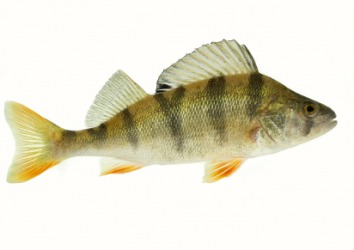 The ventral fins are on the fishes belly. The ventral fins are on the fishes belly.
